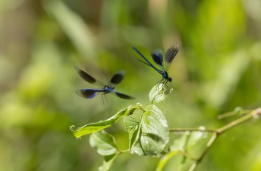 Küçük hanım sineği bantlı Matmazel Calopteryx bitki örtüsüne konmuş ya da uçuyor.