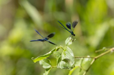 Küçük hanım sineği bantlı Matmazel Calopteryx bitki örtüsüne konmuş ya da uçuyor.