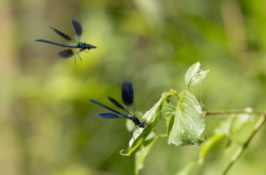 Küçük hanım sineği bantlı Matmazel Calopteryx bitki örtüsüne konmuş ya da uçuyor.