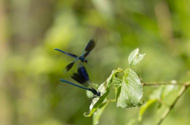 Küçük hanım sineği bantlı Matmazel Calopteryx bitki örtüsüne konmuş ya da uçuyor.