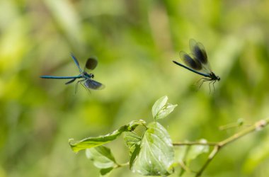 Küçük hanım sineği bantlı Matmazel Calopteryx bitki örtüsüne konmuş ya da uçuyor.