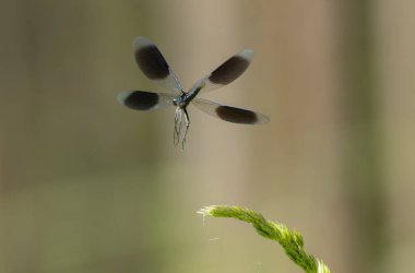 Küçük hanım sineği bantlı Matmazel Calopteryx bitki örtüsüne konmuş ya da uçuyor.
