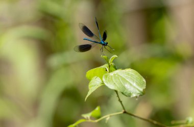 Küçük hanım sineği bantlı Matmazel Calopteryx bitki örtüsüne konmuş ya da uçuyor.