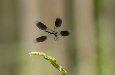 Küçük hanım sineği bantlı Matmazel Calopteryx bitki örtüsüne konmuş ya da uçuyor.