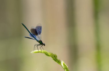 Küçük hanım sineği bantlı Matmazel Calopteryx bitki örtüsüne konmuş ya da uçuyor.