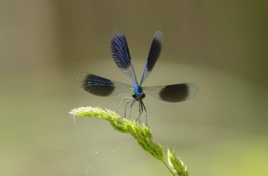 Küçük hanım sineği bantlı Matmazel Calopteryx bitki örtüsüne konmuş ya da uçuyor.