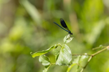 Küçük hanım sineği bantlı Matmazel Calopteryx bitki örtüsüne konmuş ya da uçuyor.