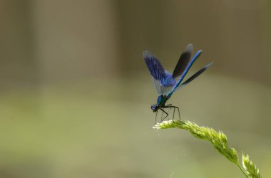 Küçük hanım sineği bantlı Matmazel Calopteryx bitki örtüsüne konmuş ya da uçuyor.