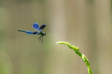 Küçük hanım sineği bantlı Matmazel Calopteryx bitki örtüsüne konmuş ya da uçuyor.