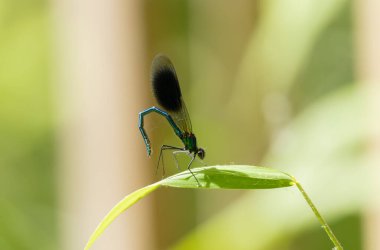 Küçük hanım sineği bantlı Matmazel Calopteryx bitki örtüsüne konmuş ya da uçuyor.