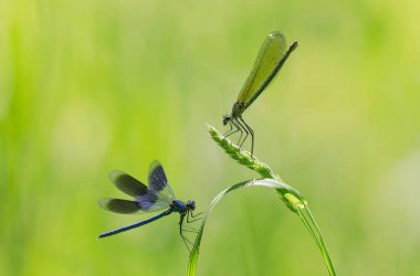 Küçük hanım sineği bantlı Matmazel Calopteryx bitki örtüsüne konmuş ya da uçuyor.