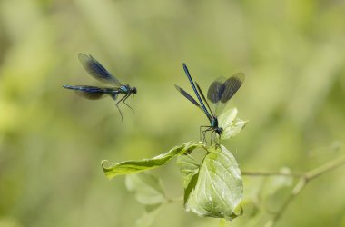 Küçük hanım sineği bantlı Matmazel Calopteryx bitki örtüsüne konmuş ya da uçuyor.