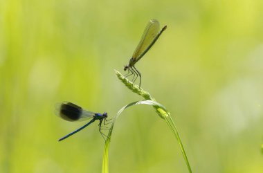 Küçük hanım sineği bantlı Matmazel Calopteryx bitki örtüsüne konmuş ya da uçuyor.