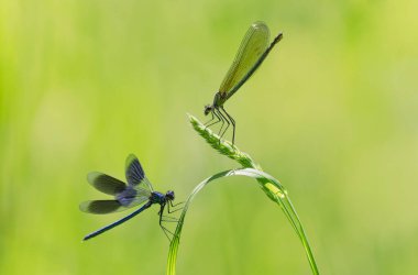 Küçük hanım sineği bantlı Matmazel Calopteryx bitki örtüsüne konmuş ya da uçuyor.