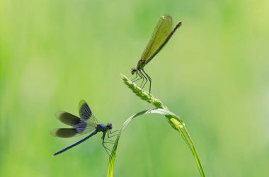 Küçük hanım sineği bantlı Matmazel Calopteryx bitki örtüsüne konmuş ya da uçuyor.