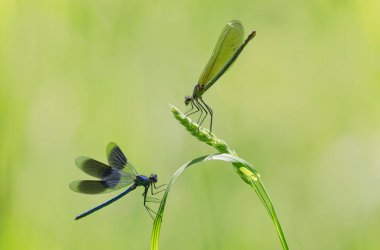Küçük hanım sineği bantlı Matmazel Calopteryx bitki örtüsüne konmuş ya da uçuyor.