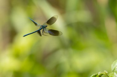 Küçük hanım sineği bantlı Matmazel Calopteryx bitki örtüsüne konmuş ya da uçuyor.