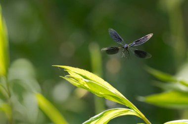 Küçük hanım sineği bantlı Matmazel Calopteryx bitki örtüsüne konmuş ya da uçuyor.