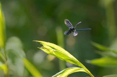 Küçük hanım sineği bantlı Matmazel Calopteryx bitki örtüsüne konmuş ya da uçuyor.