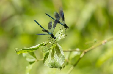 Küçük hanım sineği bantlı Matmazel Calopteryx bitki örtüsüne konmuş ya da uçuyor.