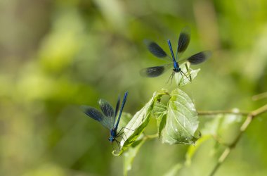Küçük hanım sineği bantlı Matmazel Calopteryx bitki örtüsüne konmuş ya da uçuyor.