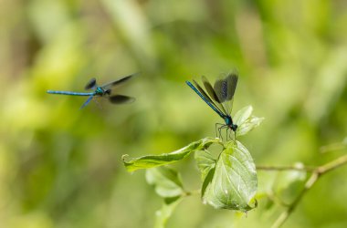Küçük hanım sineği bantlı Matmazel Calopteryx bitki örtüsüne konmuş ya da uçuyor.