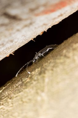 Uzun boynuzlu böcek Cerambycidae Cerambyx Scopolii bir kütükten kalkıyor.
