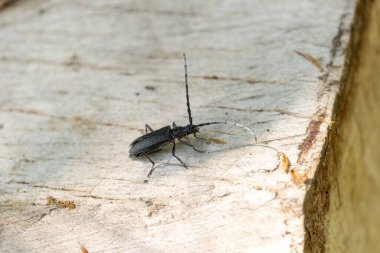 Uzun boynuzlu böcek Cerambycidae Cerambyx Scopolii bir kütükten kalkıyor.