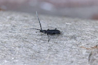 Uzun boynuzlu böcek Cerambycidae Cerambyx Scopolii bir kütükten kalkıyor.