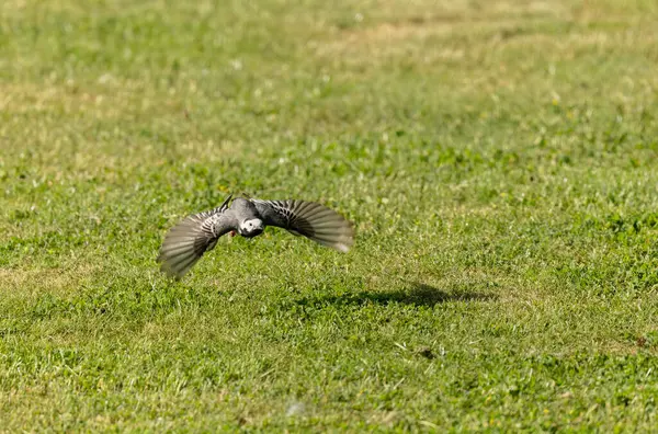 Gri kuyruklu Motacilla alba Alsace, Fransa 'da