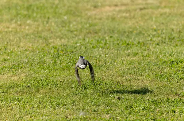 Gri kuyruklu Motacilla alba Alsace, Fransa 'da