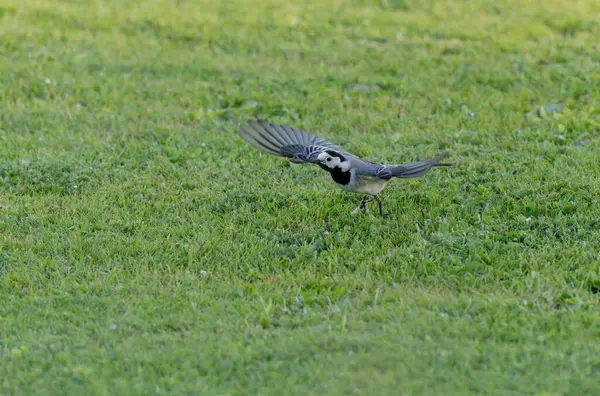 Gri kuyruklu Motacilla alba Alsace, Fransa 'da