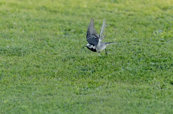 Gri kuyruklu Motacilla alba Alsace, Fransa 'da