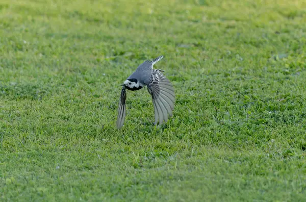 Gri kuyruklu Motacilla alba Alsace, Fransa 'da