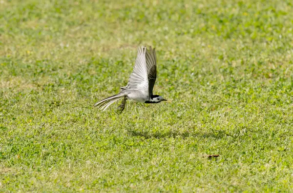 Gri kuyruklu Motacilla alba Alsace, Fransa 'da