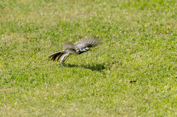 Gri kuyruklu Motacilla alba Alsace, Fransa 'da