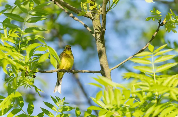 Sarı Çekiç Emberiza Citronella bitki örtüsüne tünemiş.