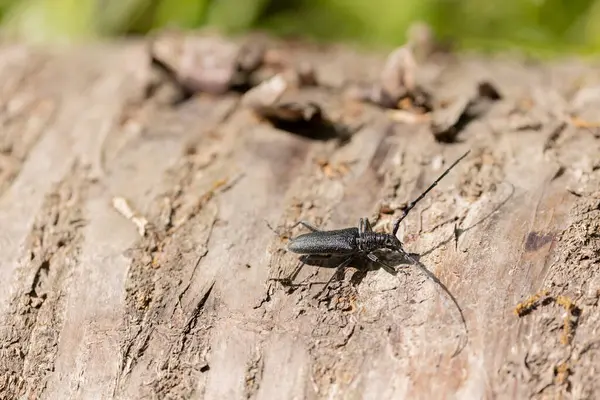 Uzun boynuzlu böcek Cerambycidae Cerambyx Scopolii bir kütükten kalkıyor.