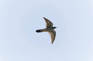 Uçarken veya Fransa 'nın Alsace kentinde tünemiş guguk kuşu kanorusu