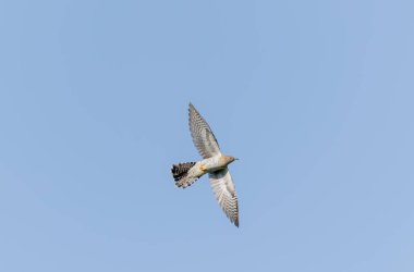 Uçarken veya Fransa 'nın Alsace kentinde tünemiş guguk kuşu kanorusu