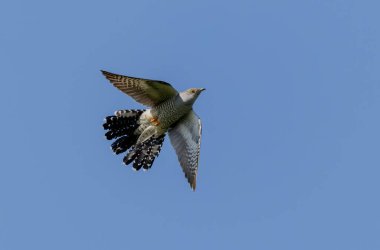 Uçarken veya Fransa 'nın Alsace kentinde tünemiş guguk kuşu kanorusu