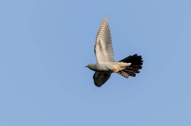 Uçarken veya Fransa 'nın Alsace kentinde tünemiş guguk kuşu kanorusu