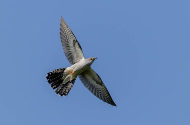 Uçarken veya Fransa 'nın Alsace kentinde tünemiş guguk kuşu kanorusu