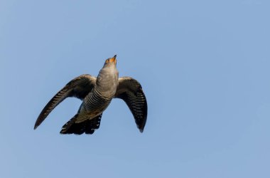 Uçarken veya Fransa 'nın Alsace kentinde tünemiş guguk kuşu kanorusu