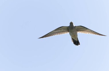 Uçarken veya Fransa 'nın Alsace kentinde tünemiş guguk kuşu kanorusu