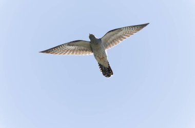 Uçarken veya Fransa 'nın Alsace kentinde tünemiş guguk kuşu kanorusu