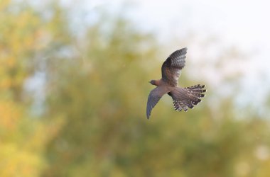 Uçarken veya Fransa 'nın Alsace kentinde tünemiş guguk kuşu kanorusu