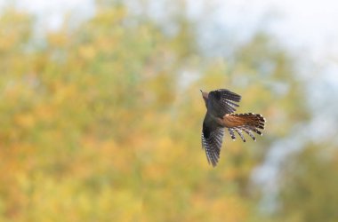 Uçarken veya Fransa 'nın Alsace kentinde tünemiş guguk kuşu kanorusu