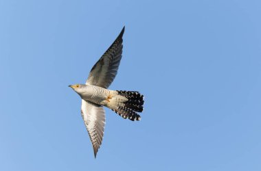 Uçarken veya Fransa 'nın Alsace kentinde tünemiş guguk kuşu kanorusu