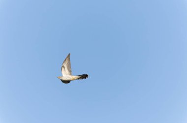 Uçarken veya Fransa 'nın Alsace kentinde tünemiş guguk kuşu kanorusu